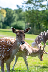 A young fallow deer in front of a male deer with crown