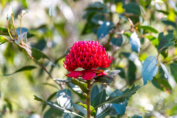 Australian Native Waratah Wildflower in Bloom