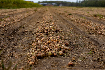 Onion field with rows of the crop until infinity in the farmland soil. Agrarian vegetable and food industry concept.