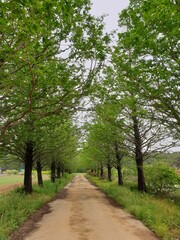 Korea's famous metasequoia road