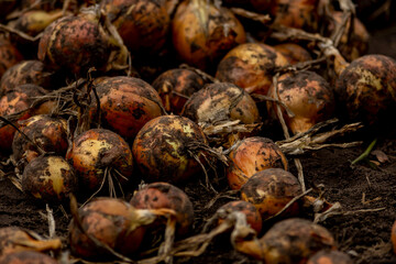 Closeup of dirt on recently grubbed onions waiting to be collected and harvested. Agrarian vegetable and food industry farmland.