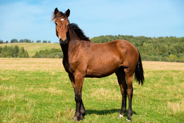 Obraz premium Young horse on a field on a summer day