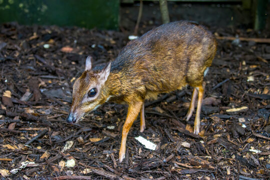 the closeup image of Lesser mouse-deer(Tragulus kanchil)
The smallest known hoofed mammal,found widely across Southeast Asia.
 