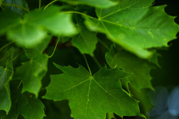 Naklejka na ściany i meble Close-up photo of green maple leaves
