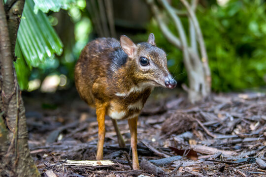 the closeup image of Lesser mouse-deer(Tragulus kanchil)
The smallest known hoofed mammal,found widely across Southeast Asia.
 