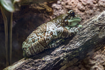 Amazon milk frog (Trachycephalus resinifictrix) is a large species of arboreal frog native to the Amazon Rainforest in South America. 
They often inhabit vegetation.