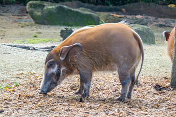 The red river hog (Potamochoerus porcus) is a wild member of the pig family living in Africa, with most of its distribution in the Guinean and Congolian forests.