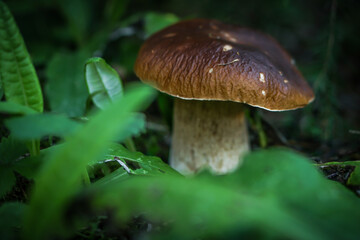 Beautiful blurred background fresh mushroom in the forest grass. 