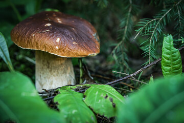 Beautiful blurred background fresh mushroom in the forest grass. 