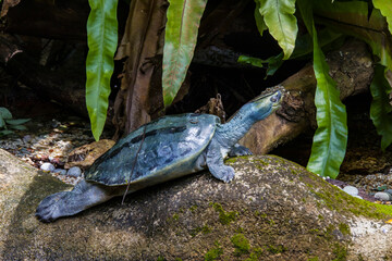 The Burmese roofed turtle (Batagur trivittata) is one of six species of turtle in the genus Batagur...