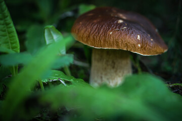 Beautiful blurred background fresh mushroom in the forest grass. 