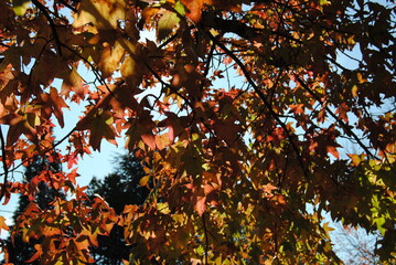 Leura, New South Wales / Australia in 2020: Leura street view in the falls with the red and yellow trees