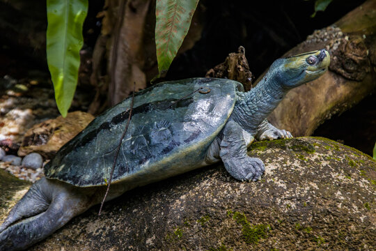 The Burmese roofed turtle (Batagur trivittata) is one of six species of turtle in the genus Batagur of the family Geoemydidae. It is endemic to Myanmar. 
It remains very rare in the wild.