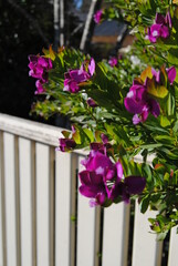 he purple flower and green trees with the while fence on the sunny day with the bright blue sky in the national park in the Blue Mountains, Australia
