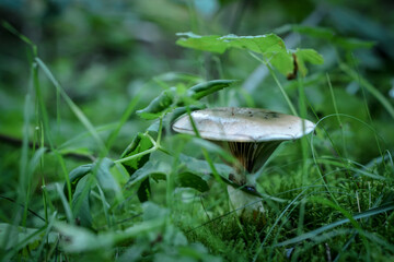 Beautiful blurred background fresh mushroom in the forest grass. 