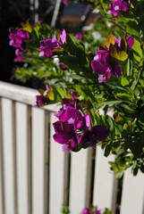 he purple flower and green trees with the while fence on the sunny day with the bright blue sky in the national park in the Blue Mountains, Australia