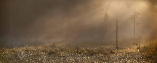 First rays of the rising sun breaking through the fog on the bog in eastern Finland