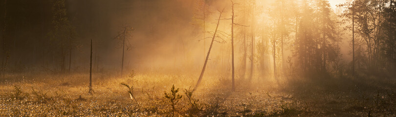 First rays of the rising sun breaking through the fog on the bog in eastern Finland