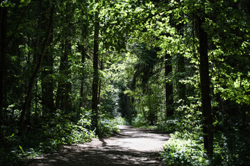 Fototapeta na wymiar A sunlit path through a magical green forest
