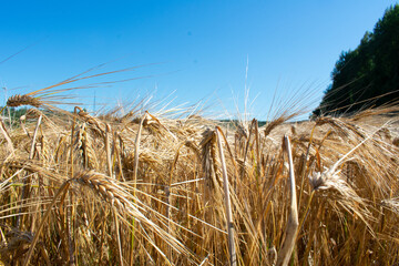 Barley field