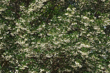 Fototapeta premium Snowcone japanese snowbell (Styrax japonicus 'Snowcone')