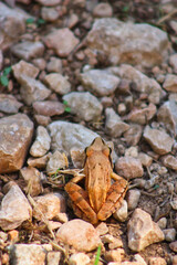 brown frog stay in stones