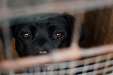 Sad american great dane mix breed black dog looking with sad eyes throught cage, need help