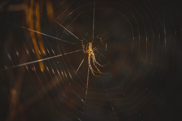 spider on the web