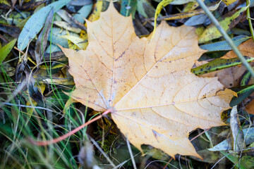 Colourful maple leaves on the ground in the autumn