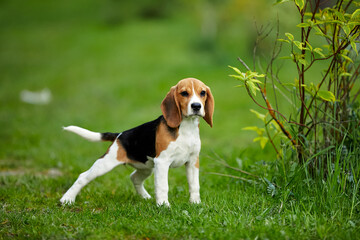 Beagle puppy old standing on green grass in summer
