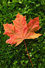 Colourful maple leaves on the ground in the autumn