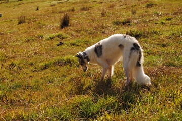 Fototapeta premium The Russian borzoi dog on the field in the green grass with the sunlight