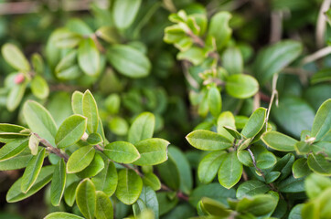 Fototapeta na wymiar Close up of green lingonberry leaves