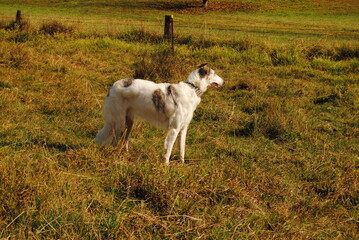 Obraz premium The Russian borzoi dog on the field in the green grass with the sunlight