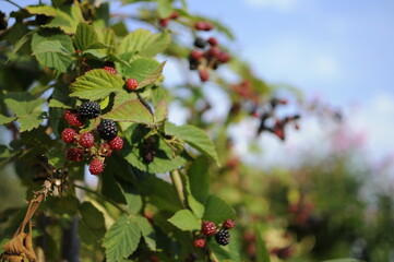 Hands picking blackberries during main harvest season with basket full of blackberries. ripe and unripe blackberries grows on the bush. . Berry background. Female hands hold blackberries.