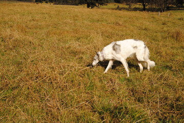 Obraz premium The Russian borzoi dog on the field in the green grass with the sunlight