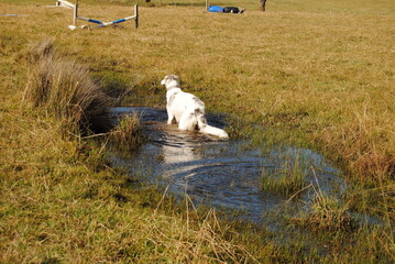 Obraz premium The Russian borzoi dog on the field in the green grass with the sunlight
