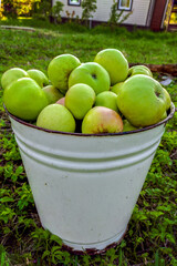 a bucket of garden green apples standing on green grass