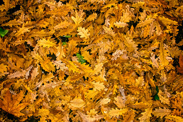 Autumn background of fallen oak leaves.