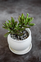 Crassula The Hobbit. Home green plants in pots. Watering and growing succulents.