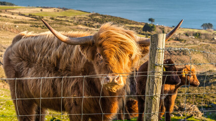 Beautiful, long furred or haired, ginger coloured Scottish Highland cattle on the hill of Slieve...