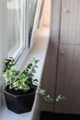 Ficus Pumila White Sunny. Home green plants. Watering and growing house plants.