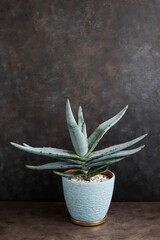 Aloe in a pot. Home green plants. Watering and growing succulents.