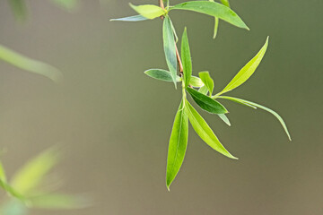 newness - green leaves of willow