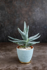 Aloe in a pot. Home green plants. Watering and growing succulents.