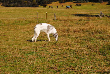 Fototapeta premium The Russian borzoi dog on the field in the green grass with the sunlight