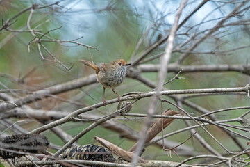 Large-billed Scrub wren