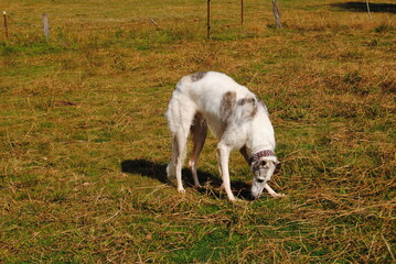 Naklejka na ściany i meble The Russian borzoi dog on the field in the green grass with the sunlight