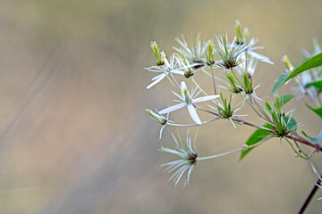 spring in the forest - White flower - Clementis Aristata