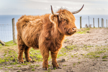 Beautiful, long furred or haired, ginger coloured Scottish Highland cattle on the hill of Slieve Donard in Mourn Mountains with Irish Sea in background, Northern Ireland